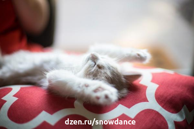 Кошки - чемпионы мира по сну. Они тратят в среднем от 13 до 20 часов на сон или дрему. А в какой позе спит ваша кошка? Позы для сна кошек дают информацию о здоровье и благополучии вашей кошки.-4