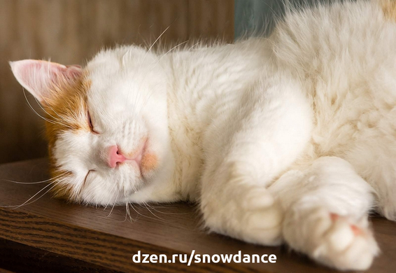 Кошки - чемпионы мира по сну. Они тратят в среднем от 13 до 20 часов на сон или дрему. А в какой позе спит ваша кошка? Позы для сна кошек дают информацию о здоровье и благополучии вашей кошки.-6