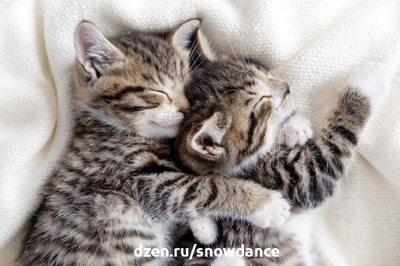 Кошки - чемпионы мира по сну. Они тратят в среднем от 13 до 20 часов на сон или дрему. А в какой позе спит ваша кошка? Позы для сна кошек дают информацию о здоровье и благополучии вашей кошки.-8