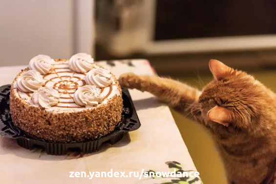 Некоторое время назад ученые доказали, что сладкий вкус кошки не чувствуют. Это произошло из-за повреждения одного из генов кошек.-2