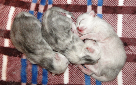 Новорожденные котята