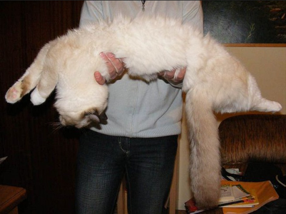 Если вы когда-нибудь задумывались, почему мы называем эту пушистую породу кошек рэгдоллом*, значит, вы никогда не держали ее в руках!