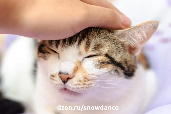 Вызывает ли поглаживание стресс у кошек 