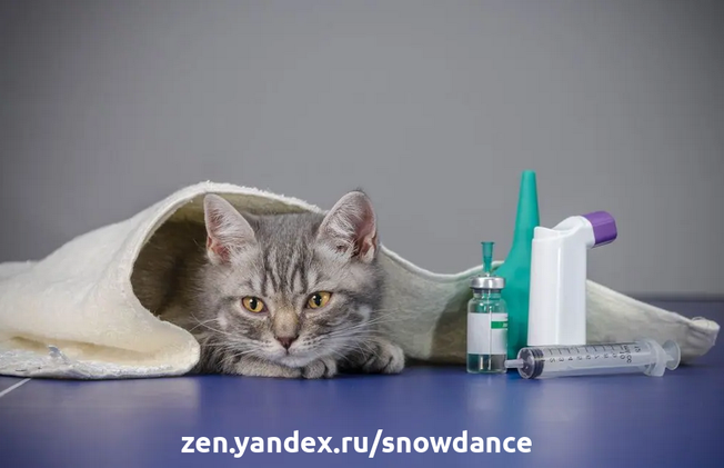 Знаете ли вы, что содержимое кошачьего лотка является хорошим индикатором здоровья вашей кошки? А что существуют домашние средства от диареи у кошек?-3