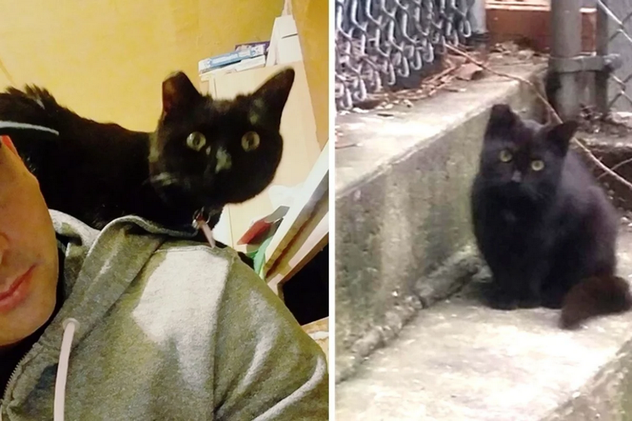 Два года назад уличная кошка пришла к подъезду мужчины и решила сделать его своим домом. Кошечка по имени Оникс пряталась между подъездной дорожкой и крышей соседнего сарая с тех пор, как ее заметили.