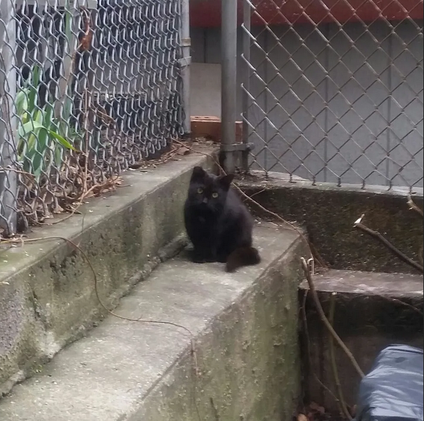 Два года назад уличная кошка пришла к подъезду мужчины и решила сделать его своим домом. Кошечка по имени Оникс пряталась между подъездной дорожкой и крышей соседнего сарая с тех пор, как ее заметили.-2