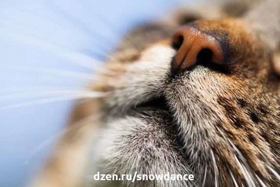 Кошачье обоняние более чем в 10 раз лучше, чем у человека. Именно запахи во многом определяют жизнь и поведение кошки.-2