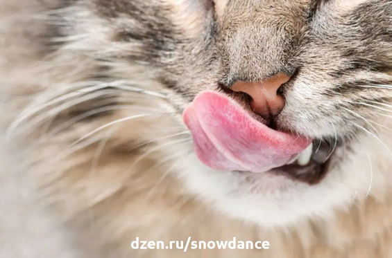 Кошачье обоняние более чем в 10 раз лучше, чем у человека. Именно запахи во многом определяют жизнь и поведение кошки.-3