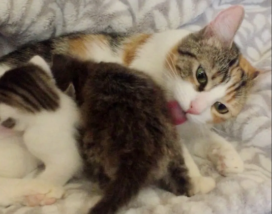 Кошка помогла выжить четырем маленьким котятам-сиротам после того, как вырастила двух своих собственных малышей.-5