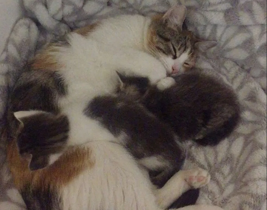 Кошка помогла выжить четырем маленьким котятам-сиротам после того, как вырастила двух своих собственных малышей.-8