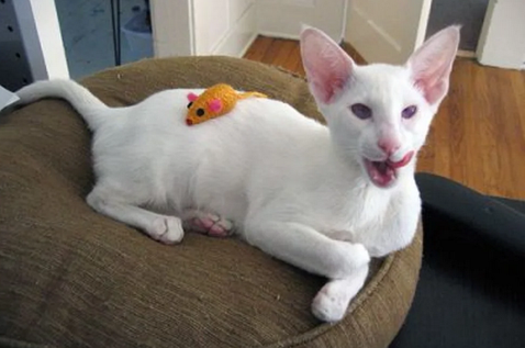 Кошки-альбиносы встречаются очень редко. Они отличаются от просто белых кошек. Кошки-альбиносы рождаются без пигментации кожи, глаз или шерсти.