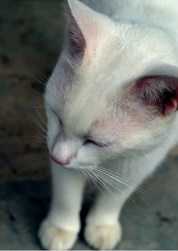 Кошки-альбиносы встречаются очень редко. Они отличаются от просто белых кошек. Кошки-альбиносы рождаются без пигментации кожи, глаз или шерсти.-2