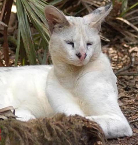 Кошки-альбиносы встречаются очень редко. Они отличаются от просто белых кошек. Кошки-альбиносы рождаются без пигментации кожи, глаз или шерсти.-3