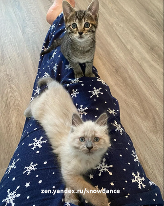 Квентин (Кью-тип) и Тарантина (Тина), два 3-недельных котенка, встретились, когда их вместе с 24 другими котятами спасла Лига защиты животных Арлингтона.-10