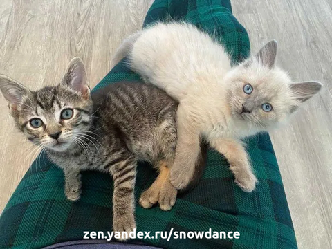 Квентин (Кью-тип) и Тарантина (Тина), два 3-недельных котенка, встретились, когда их вместе с 24 другими котятами спасла Лига защиты животных Арлингтона.-9