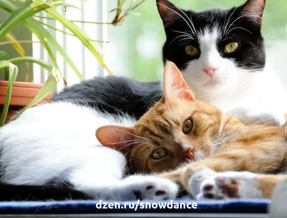 Предпочитают ли кошки жить в одиночестве, парами или, возможно, группами? Что это за сложный кошачий характер? Убеждение, что "кошка, как правило, одиночка", широко распространено в обществе. Однако...-2