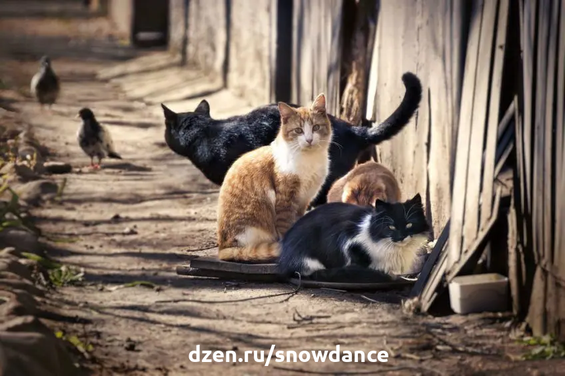 Предпочитают ли кошки жить в одиночестве, парами или, возможно, группами? Что это за сложный кошачий характер? Убеждение, что "кошка, как правило, одиночка", широко распространено в обществе. Однако...-4