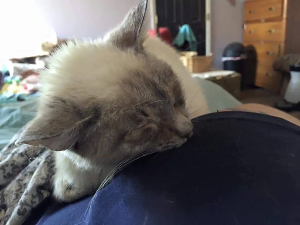 Этой миниатюрной кошечке два года, но она размером с трехмесячного котенка. Она - особенная маленькая кошечка, вес которой был меньше килограмма, когда ее спасли из камеры смертников.-3