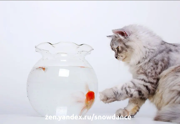 Любите ли вы кошек, а также рыб? Хотели бы вы сохранить и то, и другое одновременно? Но возможно ли это вообще? Мы здесь, чтобы рассказать вам. Едят ли кошки рыбок?-3