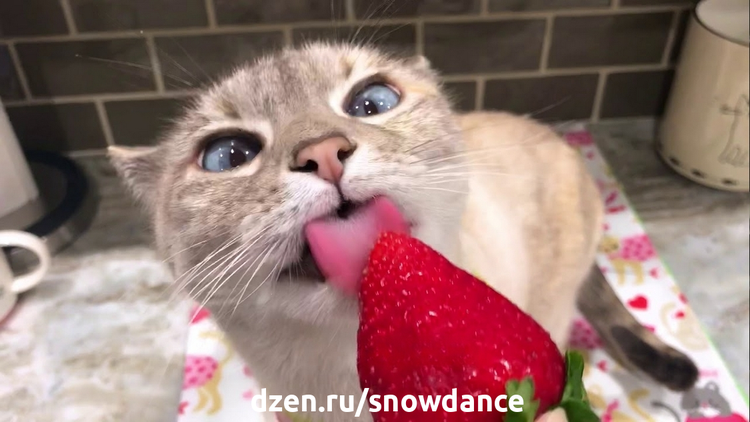 Кошка ест клубнику