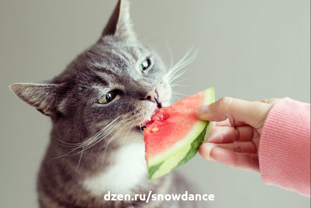 Некоторые кошки - очень даже едят! Вот буквально недавно мне писали о коте, который обожает дыню... (а дыня - это фрукт?) Но сладкая...-3