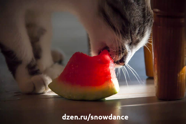 Некоторые кошки - очень даже едят! Вот буквально недавно мне писали о коте, который обожает дыню... (а дыня - это фрукт?) Но сладкая...-4