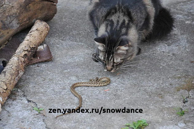 Кошки - яростные охотники, и иногда они охотятся на змей. Часто кошки охотятся на змей ради спортивного интереса и оставляют тело после того, как игра окончена.