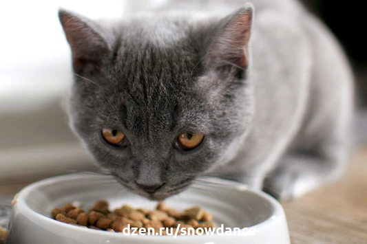 Многие владельцы оставляют миску с кормом для кошки, чтобы она могла периодически есть в течение дня. Иногда такая система может работать.-3