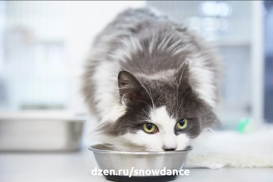 Многие владельцы оставляют миску с кормом для кошки, чтобы она могла периодически есть в течение дня. Иногда такая система может работать.-5