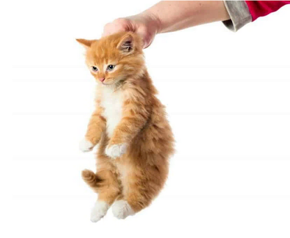 Я специалист по поведению кошек, и помогаю кото-владельцам решать проблемы с плохим поведением кошек.  Помогаю решать любые проблемы с поведением кошек.  Как проходит консультация?-2
