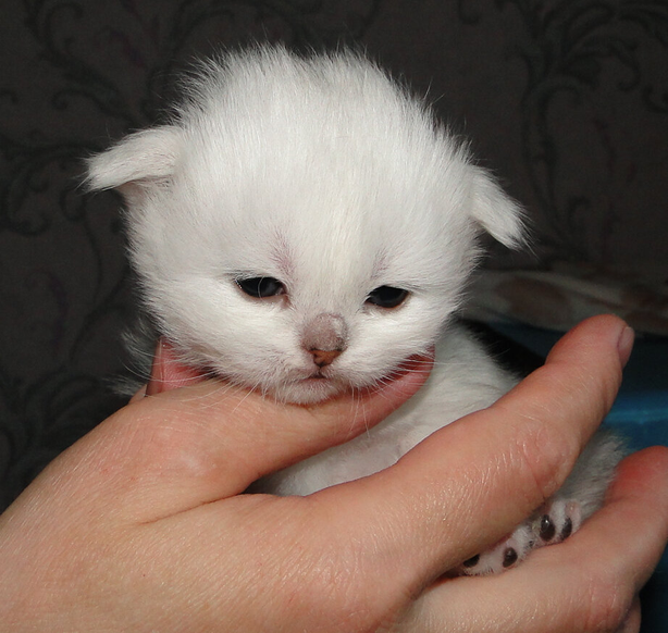 Маленький котенок на руках