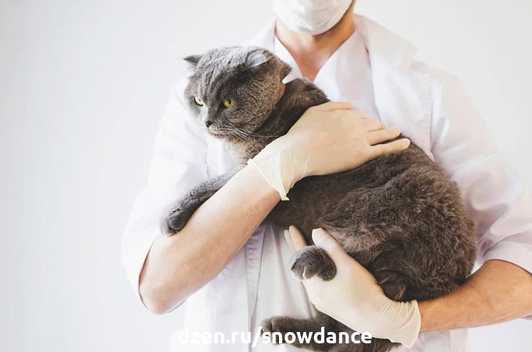 Клещи могут прицепляться к кошкам и вызывать целый ряд проблем со здоровьем, включая болезнь Лайма. Очень важно знать, как безопасно снять клеща с кошки и уничтожить его.-7