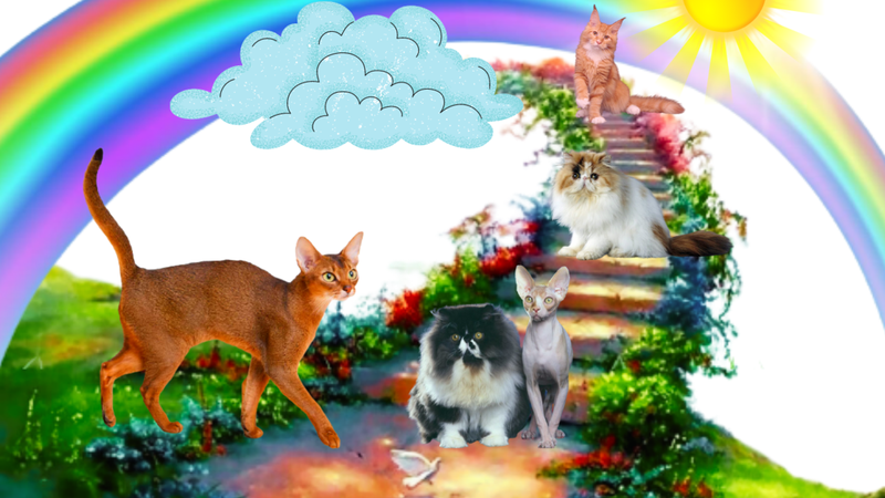 Кошки уходят на радугу