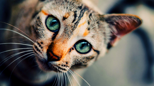 Кошки и чувство вкуса | Фото pixabay.com