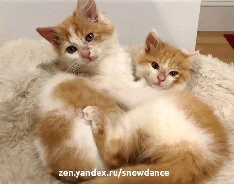 Два котенка, которые неразрывно связаны друг с другом, нашли замечательную семью, которая поможет им выжить.-6