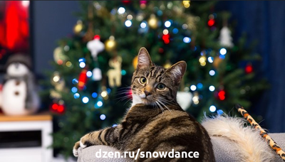 Важные вещи, о которых следует помнить  Следите за своей елкой. Рождественские елки для владельцев кошек могут стать настоящим кошмаром - особенно, если ваша кошка любит лазить!-2