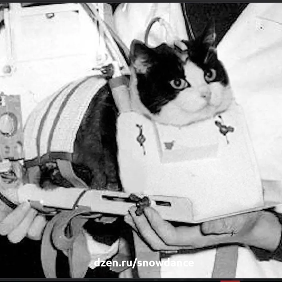 Фелисетт - единственная кошка в космосе.  Все, наверное, слышали о собаке Лайке или шимпанзе Хэме. Между тем, 59 лет назад в космос была отправлена первая и пока единственная (к счастью!-3