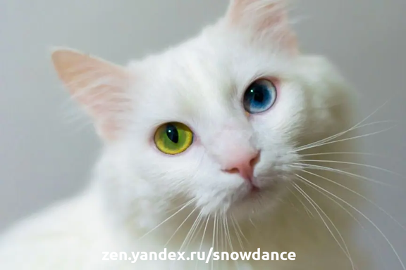 Различный цвет глаз кошки не возникают из ниоткуда. Вы когда-нибудь задумывались, как это работает? Что влияет на цвет глаз кошки?-2