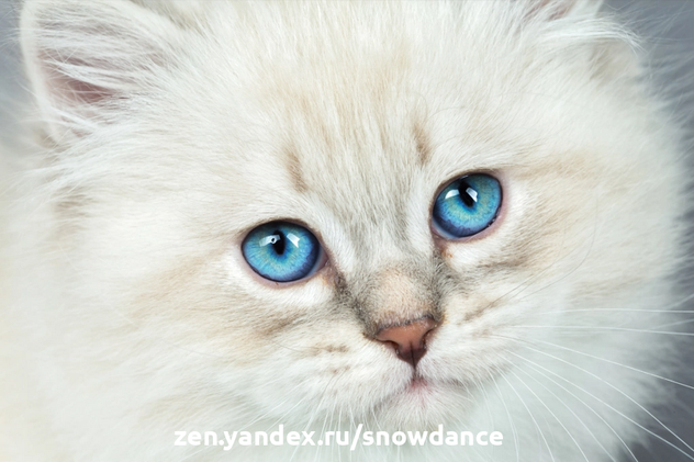 Кошка с синими глазами