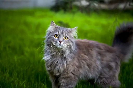Голубой мейн-кун - это порода кошек родом из штата Мэн. Одна из самых крупных пород кошек в мире, и одна из самых дружелюбных.-3