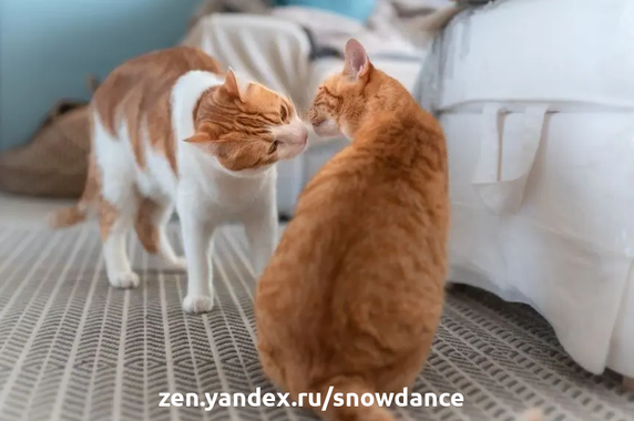 Групповой запах кошек - это своего рода клей, который связывает и позволяет им жить в гармонии в кошачьей группе. Как мы можем помочь кошкам обмениваться им?-2