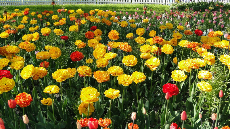 Хочу показать вам красоту в Питере, на Елагином острове. У нас Фестиваль тюльпанов, и,конечно, белочки))) Тюльпанов 100500 видов, таких нигде не видела! И их ТАК МНОГО!