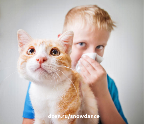 Многие люди утверждают, что не могут иметь дома кошку именно из-за аллергии. Хотя на самом деле они не знают, действительно ли у них аллергия на белок, содержащийся в кошачьей слюне.-3