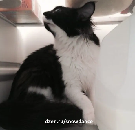 Кошка, запертая в холодильнике