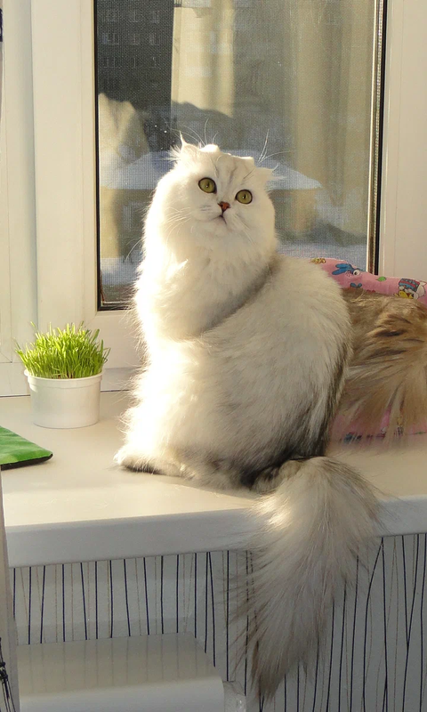 Идеальная кошка Касуми - идеальна во всем!