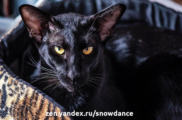 Интересные факты о черных кошках. Чего вы о них не знали!