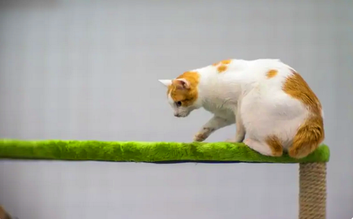 Японский бобтейл назван так за свой короткий хвост (боб-тейл, хвост в виде боба), но этот хвост короче, чем многие другие подобные хвосты кошек. Этот хвост больше похож на кроличий, чем на кошачий!-2