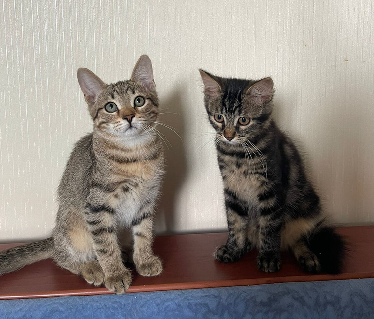 Два котенка: девочка Моли и мальчик Микки