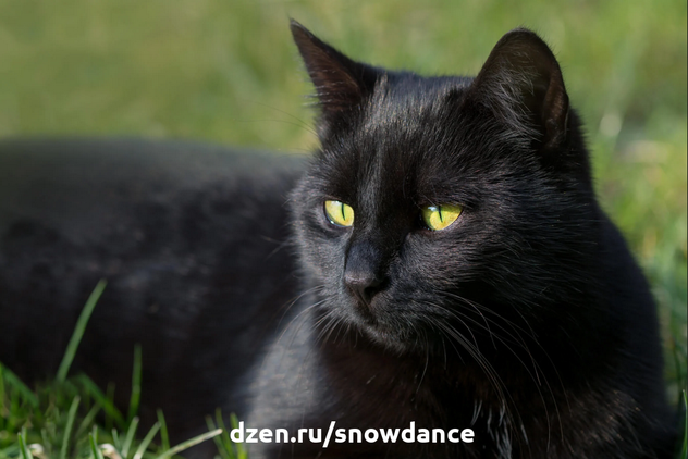 В свое время этот кот очень часто попадал в СМИ. Стоит вспомнить его историю, поскольку она действительно захватывающая. Радаменес - черный кот, который прославился благодаря своей роли...-2