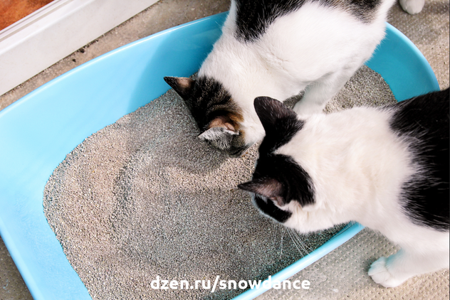 От чистоты кошачьего лотка сильно зависит чистота в доме. Если лоток чистый, нет в доме запаха, да и кошка с большей вероятностью не будет искать другие места для туалета.